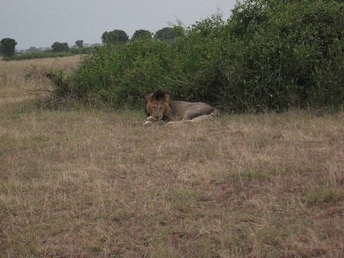 lion-queen-elizabeth-np-uganda