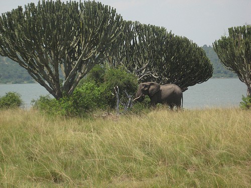 queen-elizabeth-np-elephant-uganda