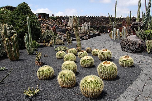 cactus-garden-lanzarote-photo