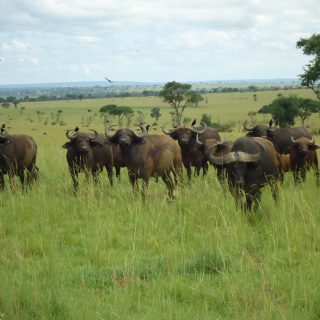 buffalo-murchison-uganda-photo