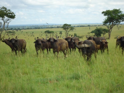 Buffalo at Murchison buffalo-murchison-uganda-photo