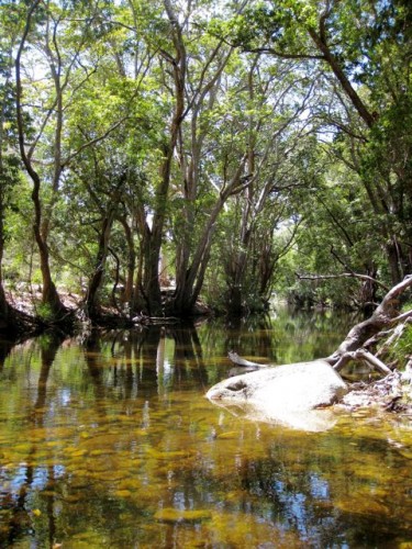 mcleod-river-bank-camp mcleod-river-bank-camp-photo