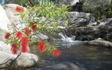 A personal source of inspiration mcleod-river-bottlebrush-photo