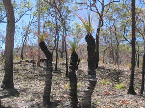 grass-tree-australia grass-tree-australia-photo