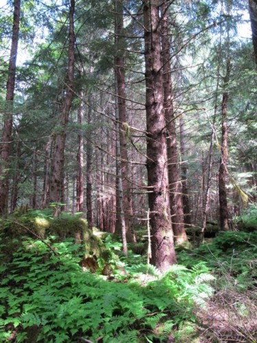 alaska-forest alaska-forest-photo