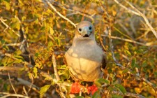 Galapagos: things to consider before you go galapagos-bird-photo