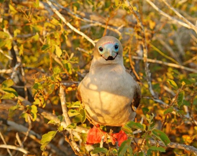 Galapagos: things to consider before you go