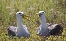 When to visit the Galapagos Islands waved-albatross-galapagos-photo