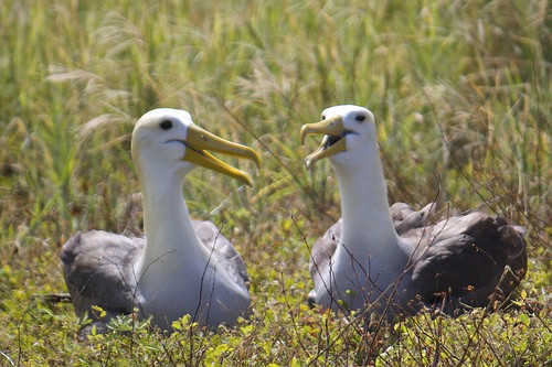 waved-albatross-galapagos-photo