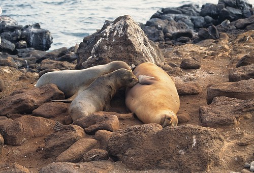 galapagos-sea-lions-nursing-photo