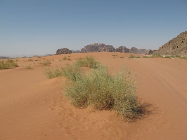 wadi-rum-sand-green-bush wadi-rum-sand-green-bush-photo