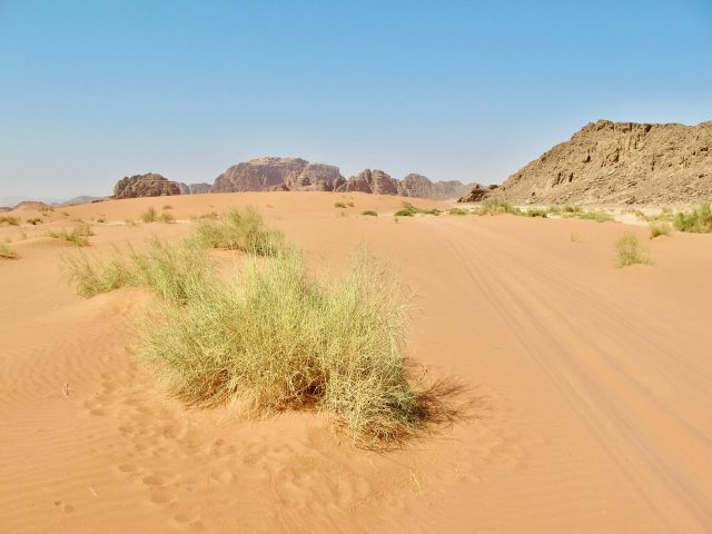 wadi-rum-sand-green-bush-photo