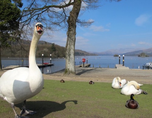 swan-windermere swan-windermere-photo