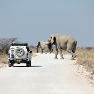 etosha safari namibia