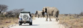 etosha safari namibia