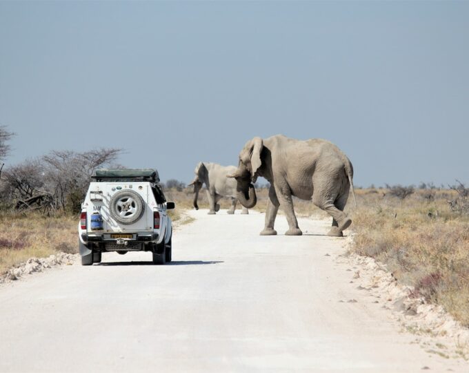 Unforgettable Etosha