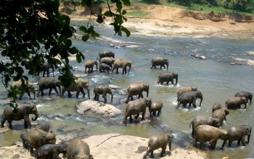 elephants-sri-lanka elephants-sri-lanka-photo