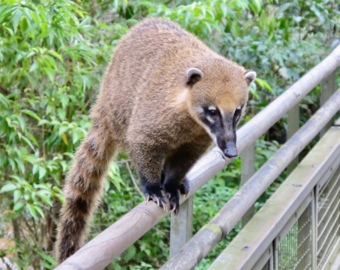 My furry ‘tour guide’ at the Iguazu Falls