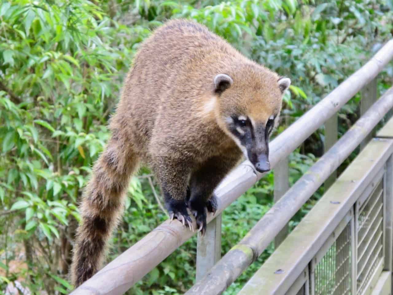 A coati guides me to the Iguazu Falls