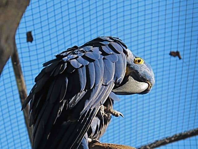 blue-parrot-parque-das-aves-photo