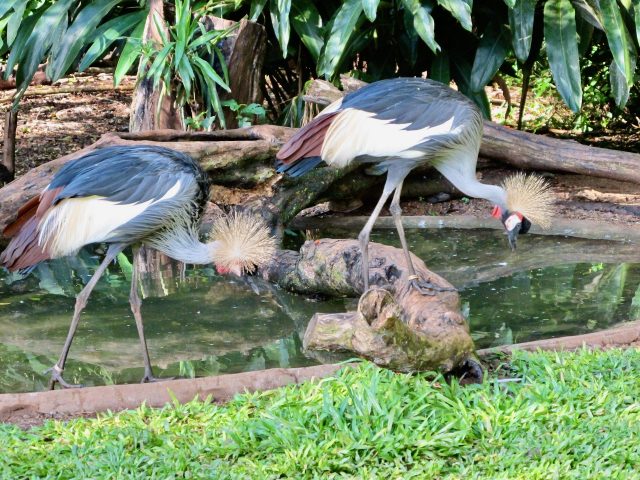 cranes-bird-park-iguassu-photo