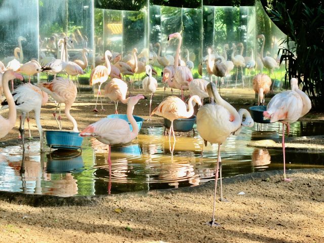 flamingo-parque-das-aves-photo
