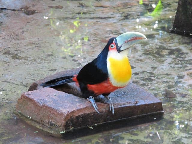 toucan-parque-das-aves-photo