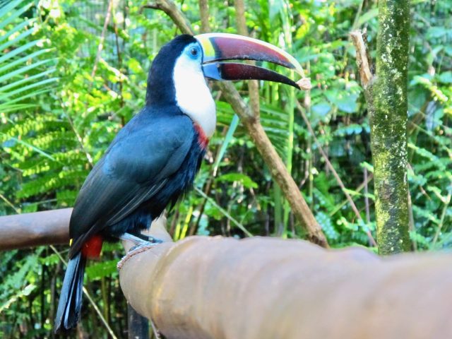 toucan-brazil-photo