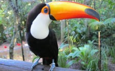 The colours of Parque das Aves colorful-toucan-photo