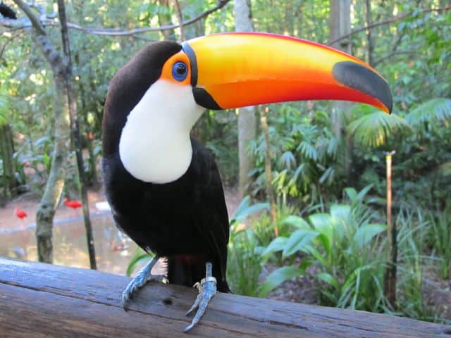 colorful-toucan-photo