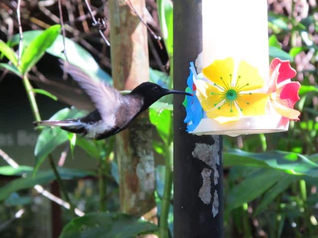 hummingbird-feeding-photo