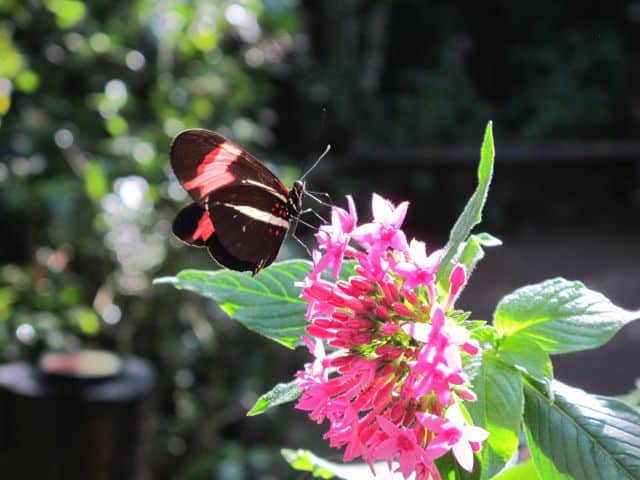 butterfly-photo