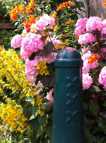 garden garden-photo