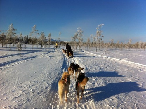husky-safari-lapland husky-safari-lapland-photo