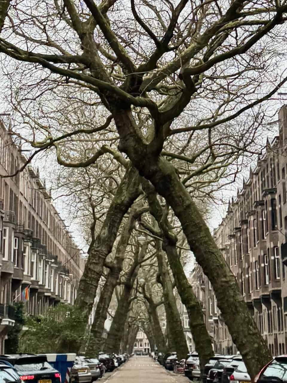 amsterdam x trees