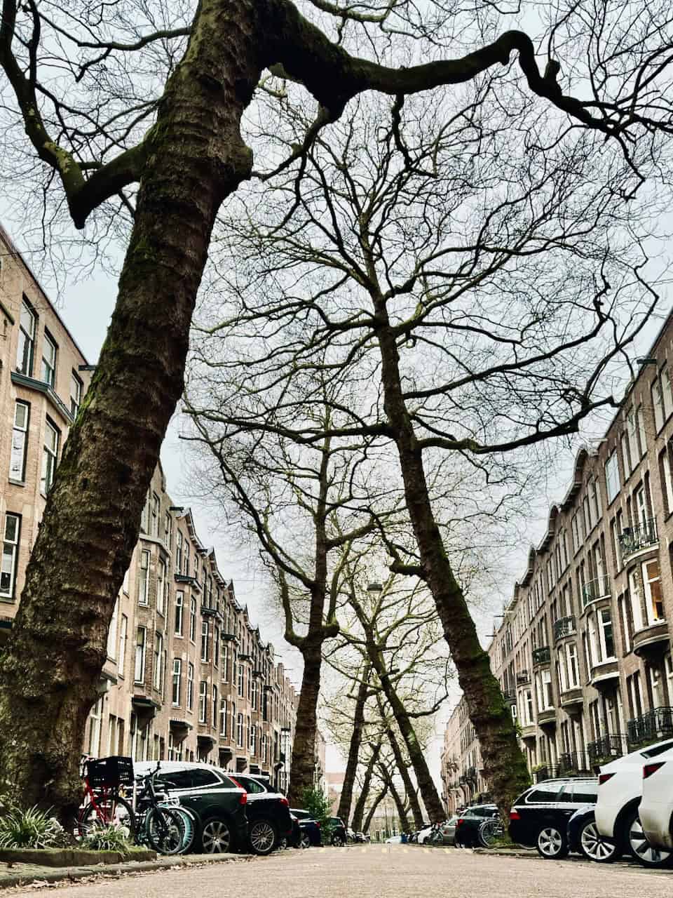 leaning trees lomanstraat amsterdam