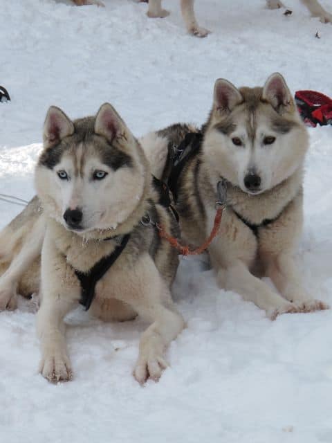 huskies-finland huskies-finland-photo