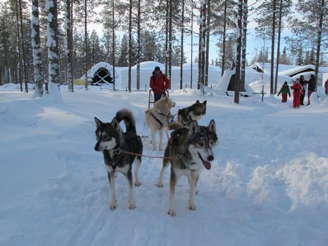husky-sled-finnish-lapland husky-sled-finnish-lapland-photo