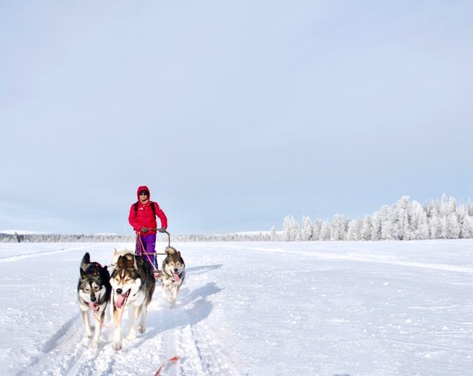 Husky safari in Lapland
