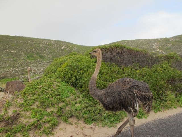 wild-ostrich-photo