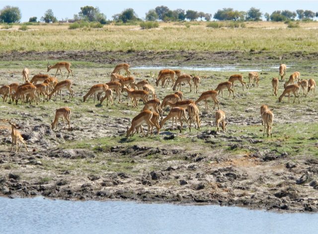 chobe-impalas-photo