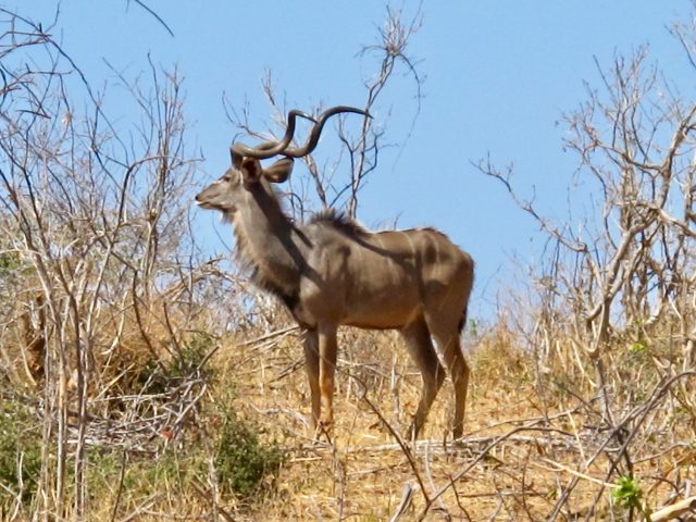 kudu-chobe-national-park-botswana-photo