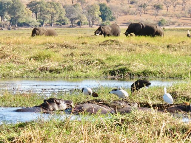 elephants-hippos-chobe-river-photo