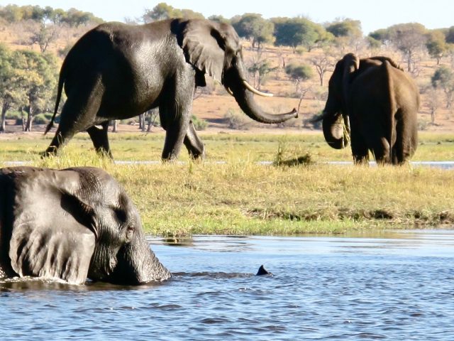 elephants-chobe-river-botswana-photo
