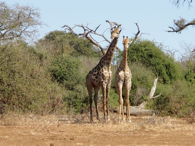 giraffes-chobe-photo