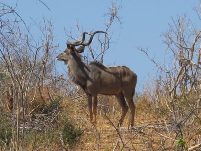male-kudu-photo