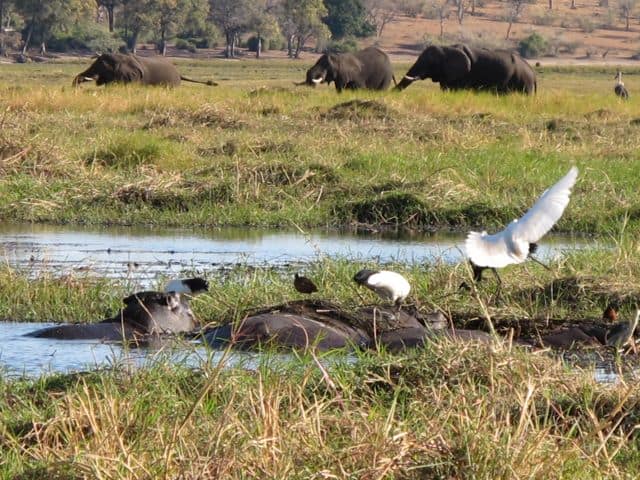 elephants-hippos-chobe-photo