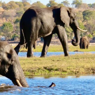 chobe national park elephants