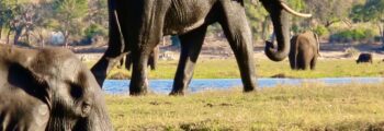chobe national park elephants