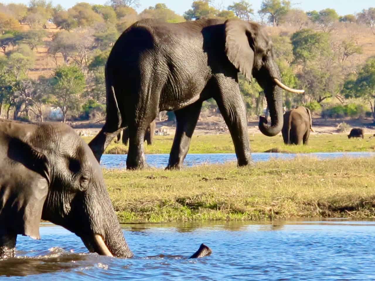 Wildlife to see at Chobe National Park | Velvet Escape